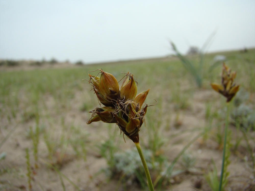 Image of Carex subphysodes specimen.