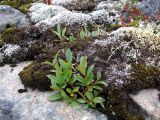 genus Salix