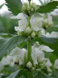 Lamium album