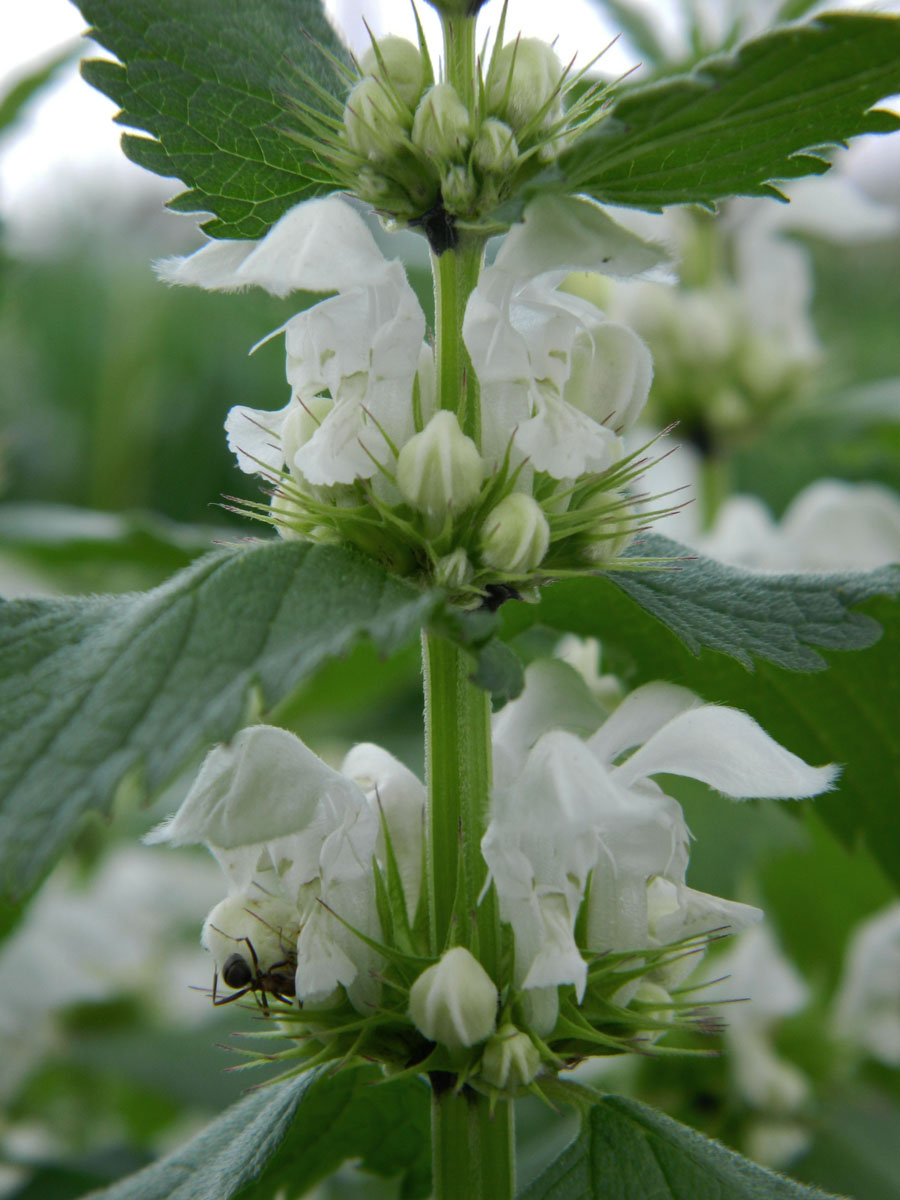 Image of Lamium album specimen.