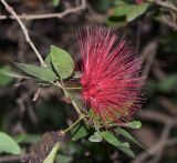 Calliandra разновидность emarginata