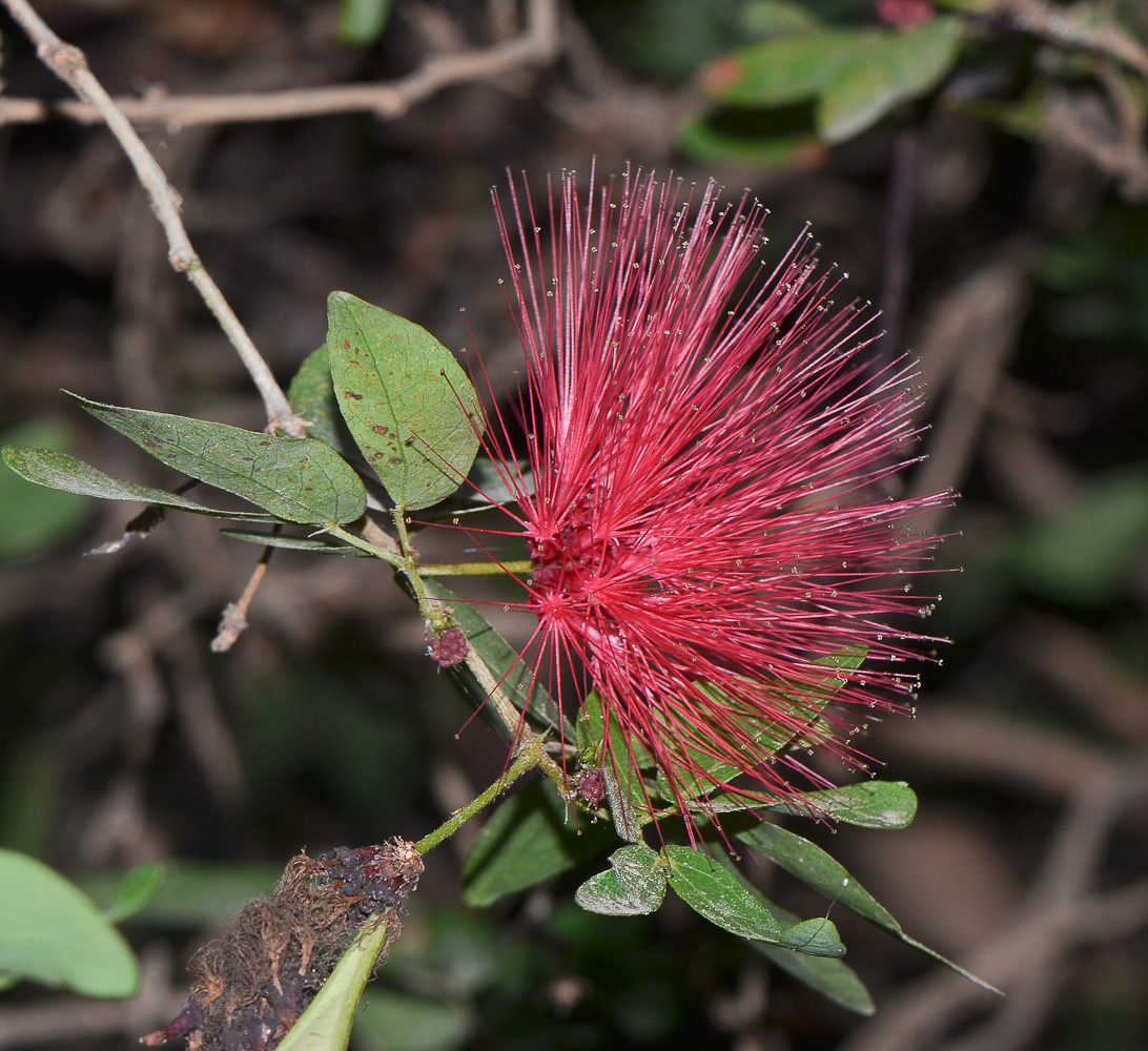 Изображение особи Calliandra tergemina var. emarginata.