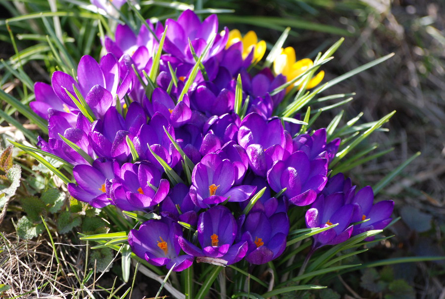 Image of Crocus vernus specimen.