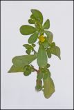 Portulaca oleracea