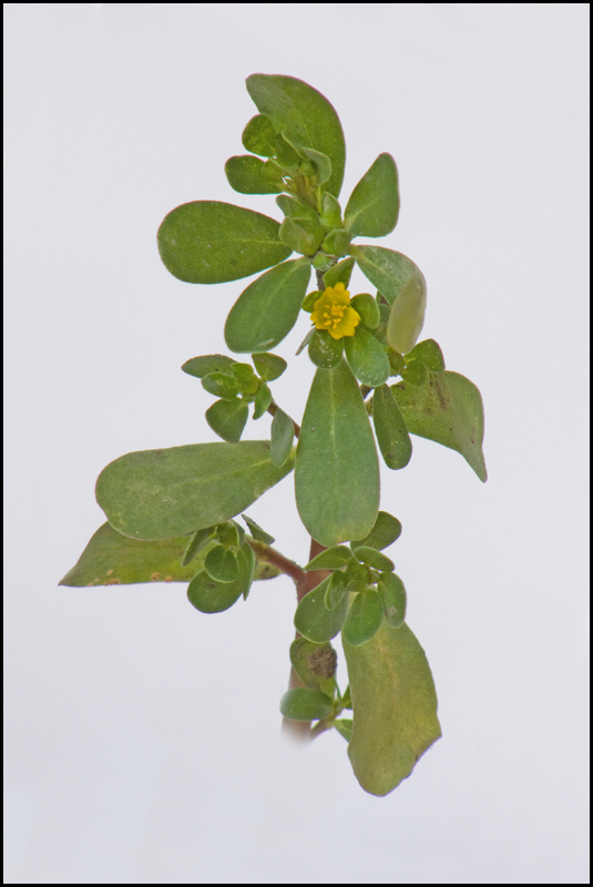 Image of Portulaca oleracea specimen.