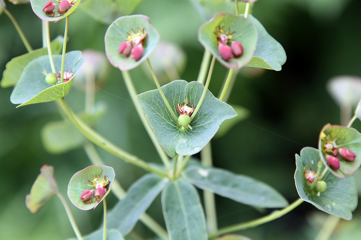 Image of Euphorbia oblongifolia specimen.