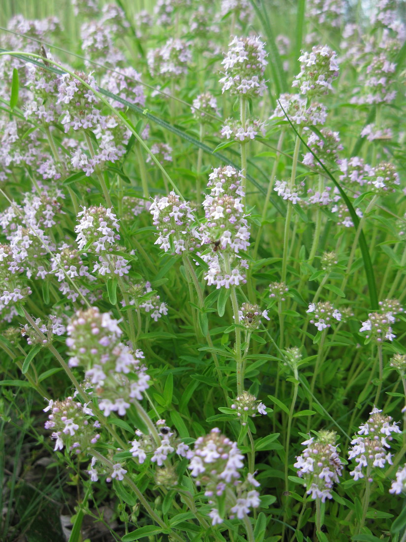 Изображение особи Thymus marschallianus.