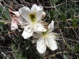 Capparis herbacea