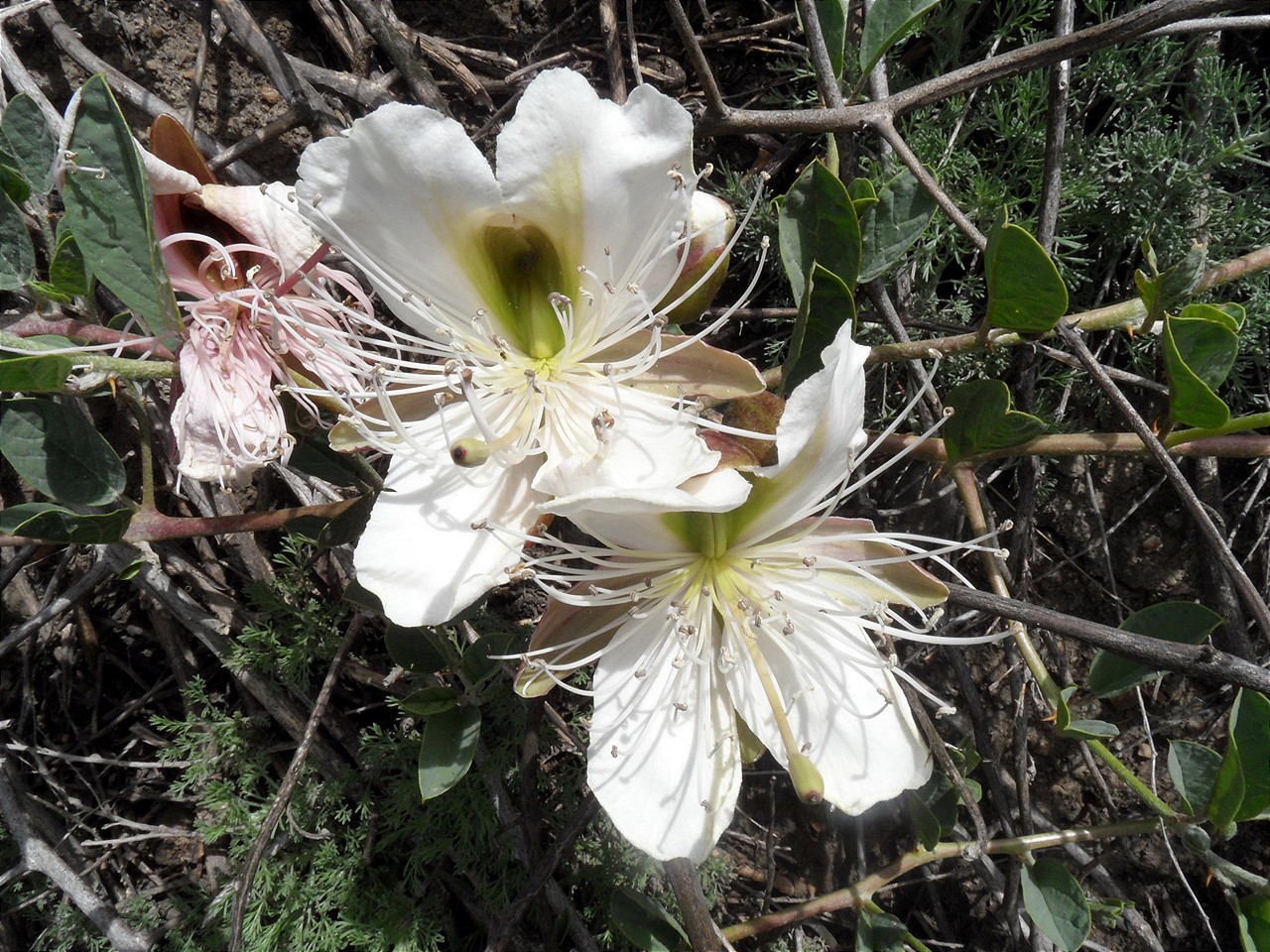 Изображение особи Capparis herbacea.