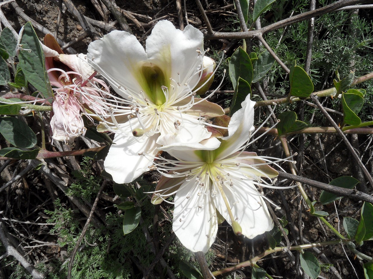 Image of Capparis herbacea specimen.