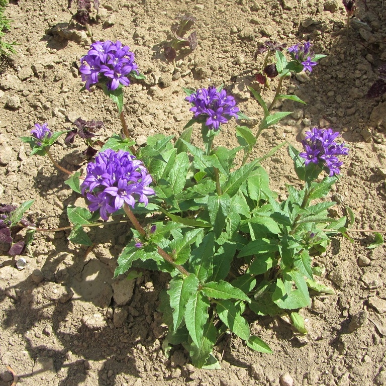 Image of Campanula glomerata specimen.