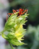 Potentilla longifolia. Часть соцветия c клопом-хищнецом (Rhynocoris). Республика Алтай, Чемальский р-н, правый берег р. Катунь, каменистый луг. 26.07.2009.