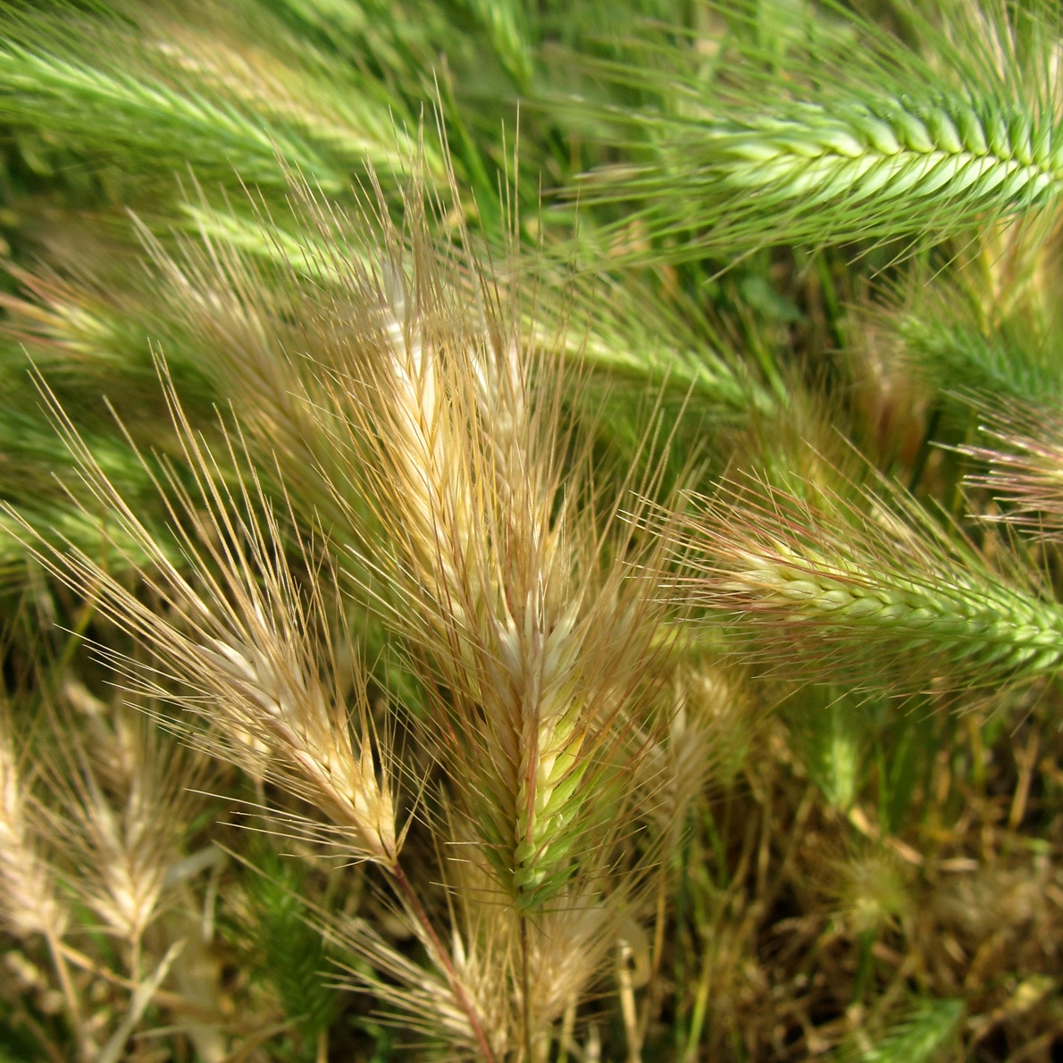 Image of Hordeum murinum specimen.