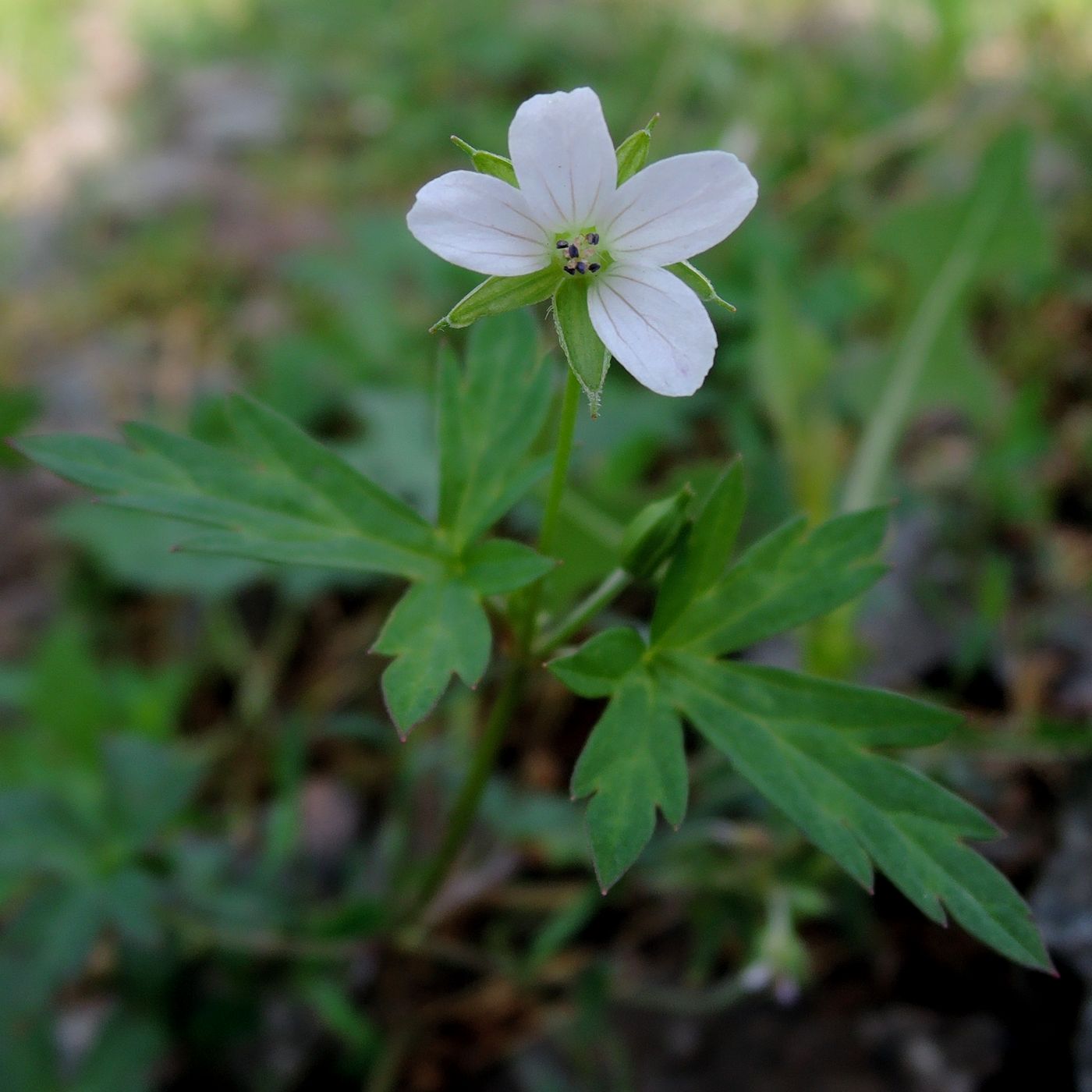 Image of Geranium sibiricum specimen.