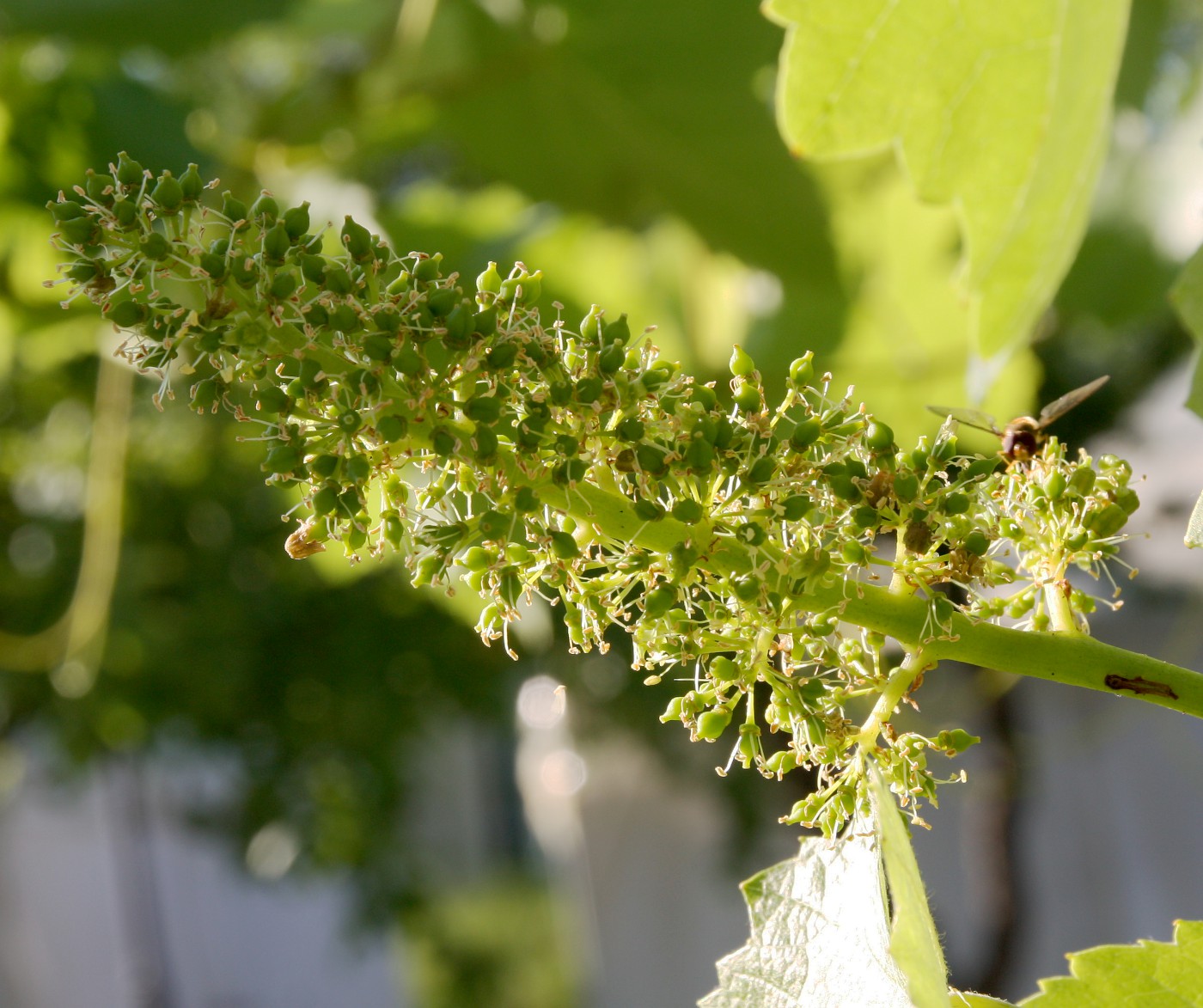 Изображение особи Vitis vinifera.