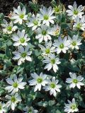 Stellaria eschscholtziana