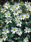 Stellaria eschscholtziana. Цветущие растения. Камчатский край, Усть-Камчатский р-н, природный парк \"Вулканы Камчатки\", северный участок, кластер \"Ключевской\", сопка Клешня, вблизи от стоянки Клешня, шлаковое поле. 04.07.2016.