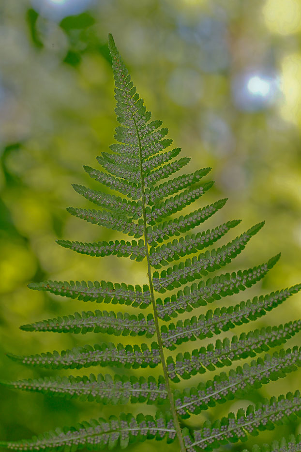 Изображение особи Dryopteris filix-mas.