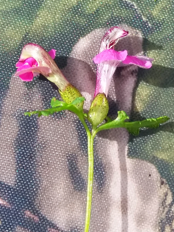 Image of Pedicularis adunca specimen.