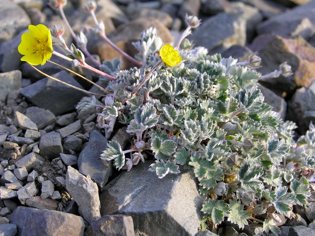 Изображение особи Potentilla nivea.