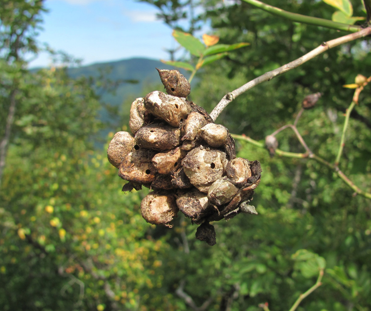 Image of Rosa canina specimen.