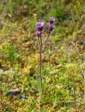 Erigeron uniflorus. Цветущее растение. Исландия, национальный парк Ватнайокюдль (южная часть), окр. ледника Скафтафельсйокюдль, мохово-лишайниковая тундра. 04.08.2016.