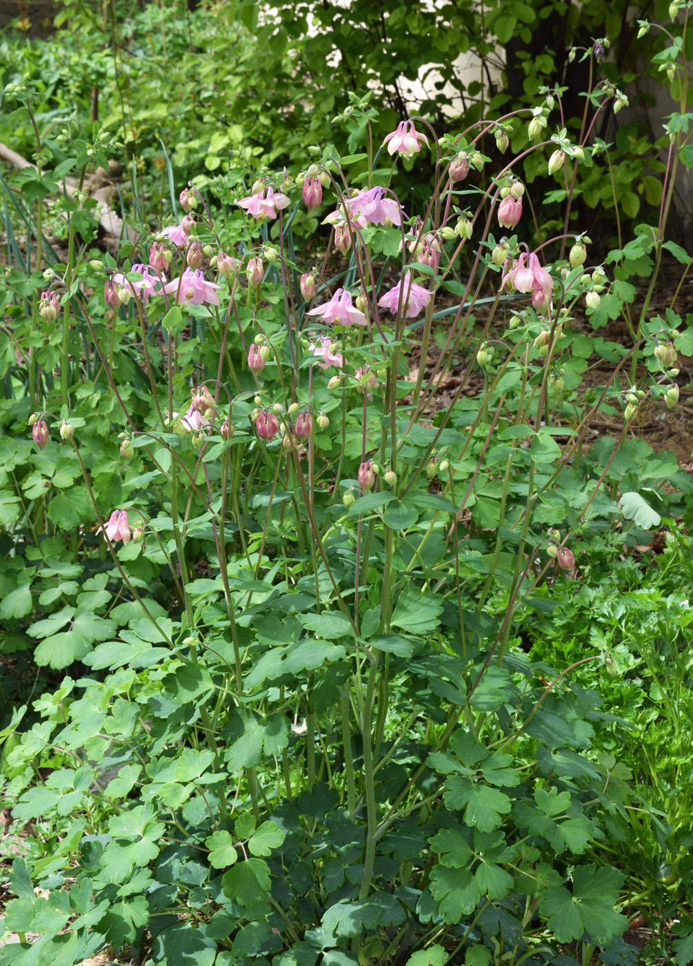 Image of Aquilegia vulgaris specimen.