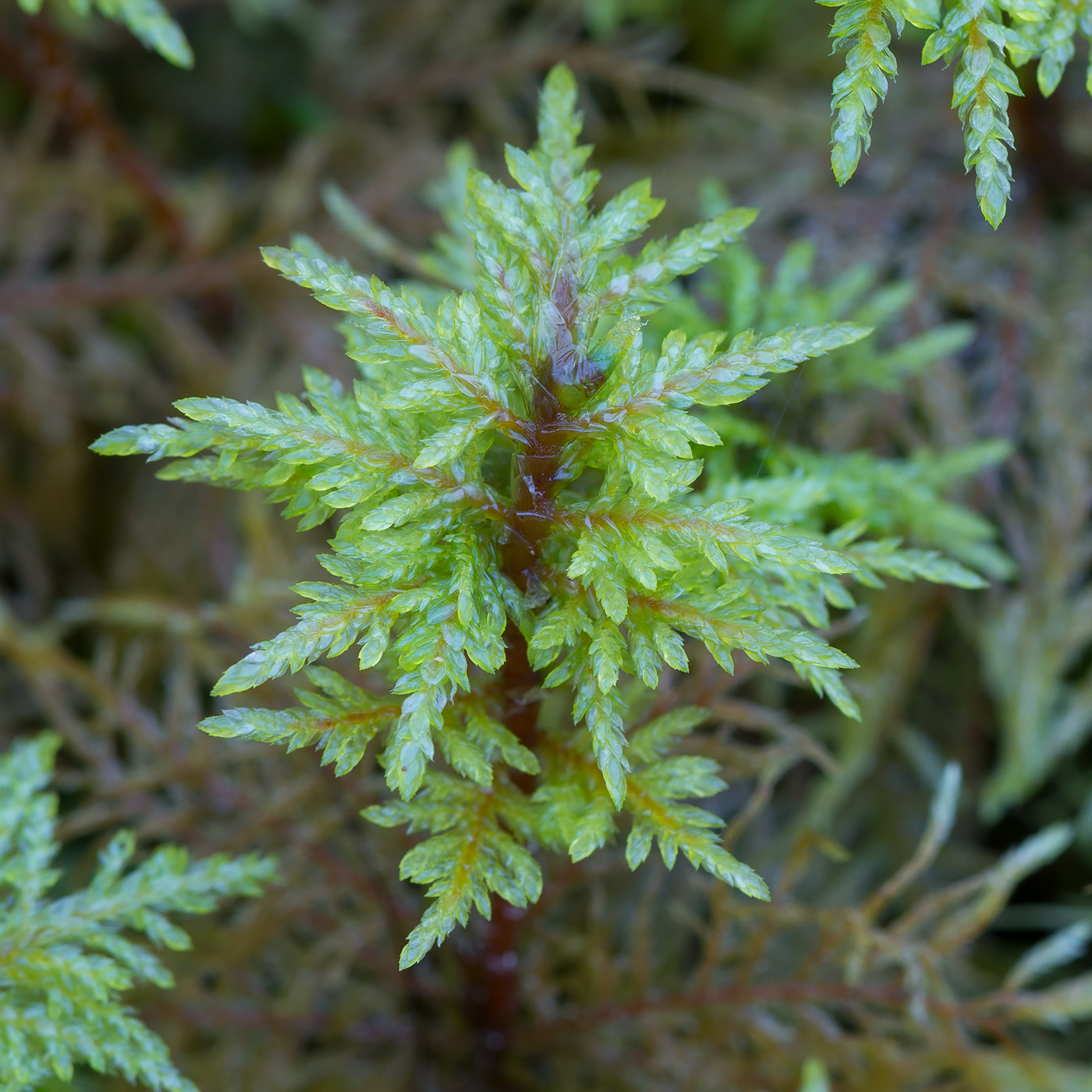 Image of Hylocomium splendens specimen.