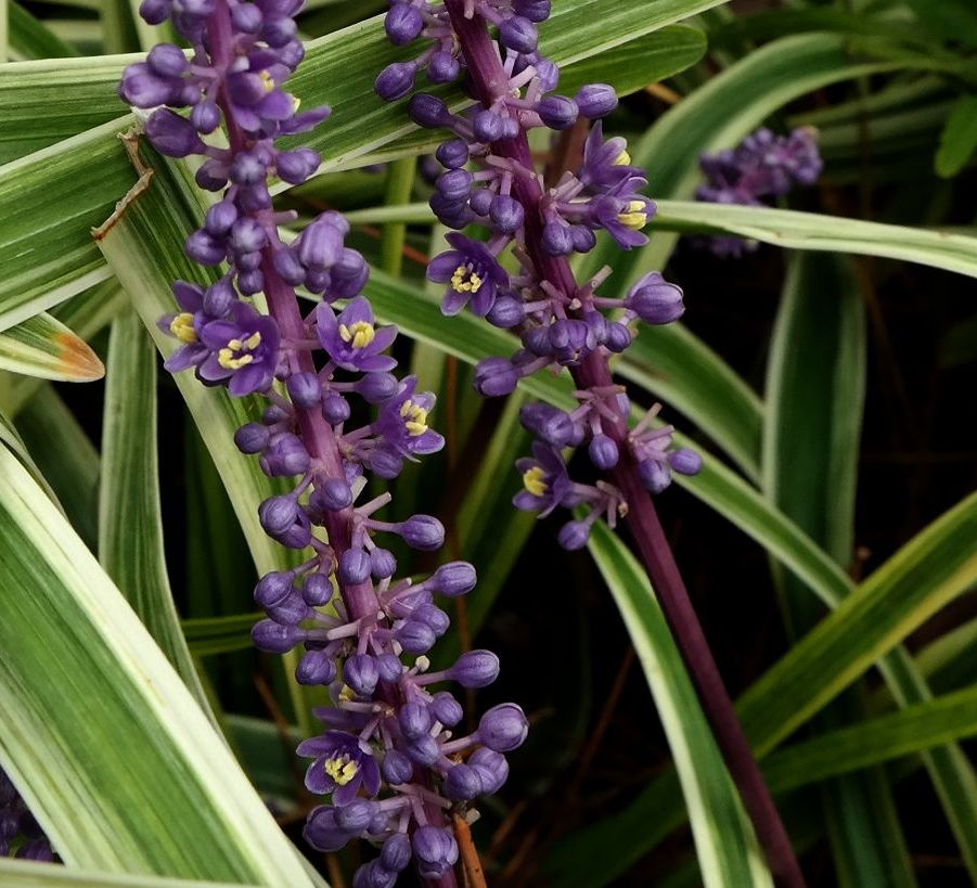 Изображение особи Liriope muscari.