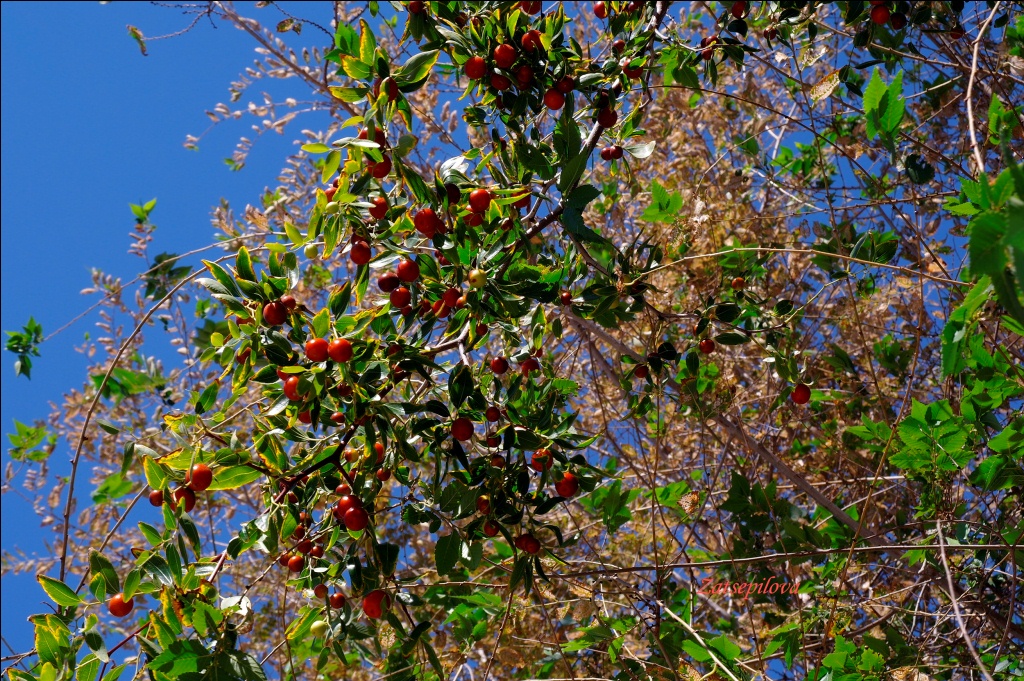 Image of Ziziphus jujuba specimen.