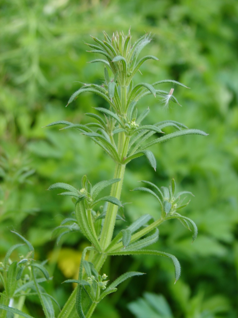 Изображение особи Galium aparine.