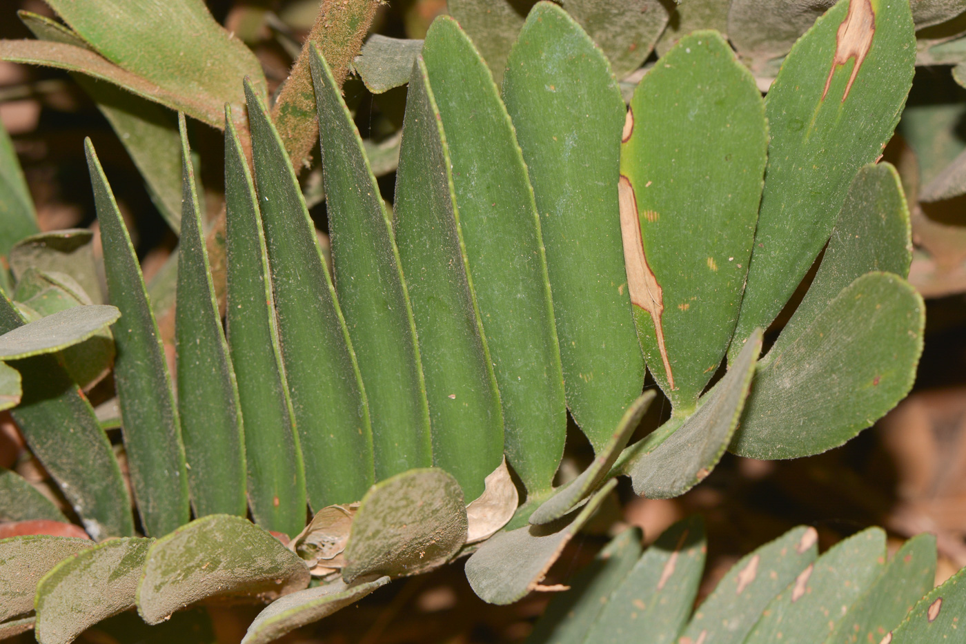 Image of Zamia furfuracea specimen.