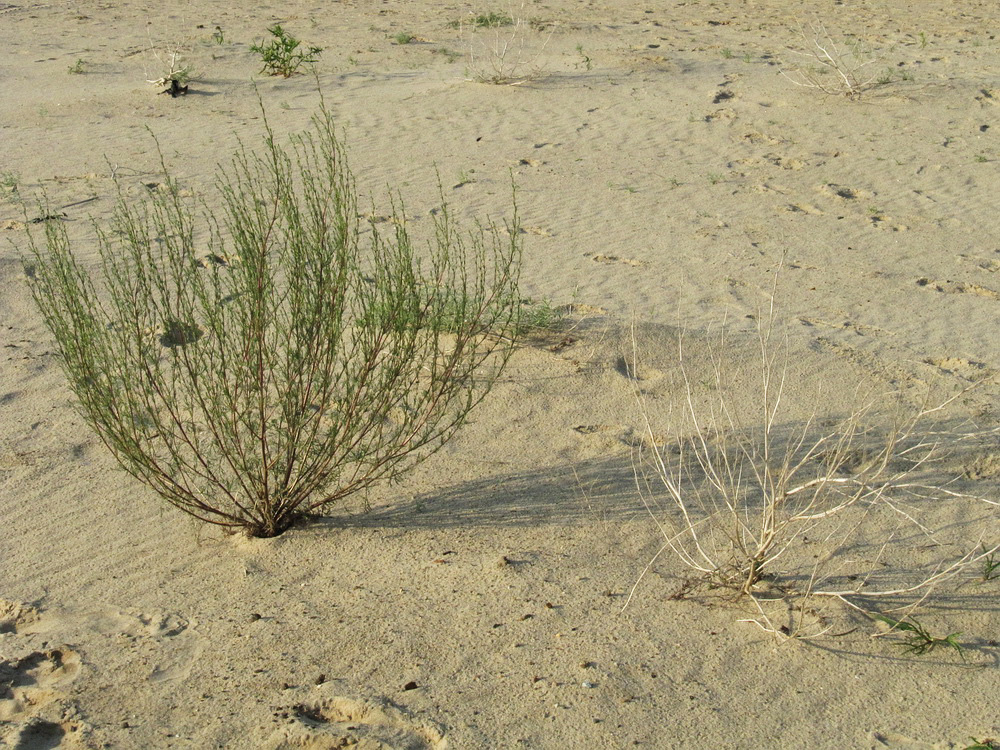 Image of Artemisia arenaria specimen.