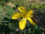 Hypericum kouytchense