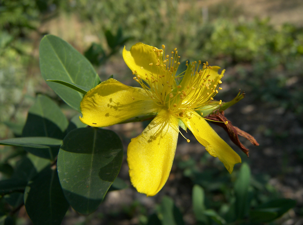 Изображение особи Hypericum kouytchense.