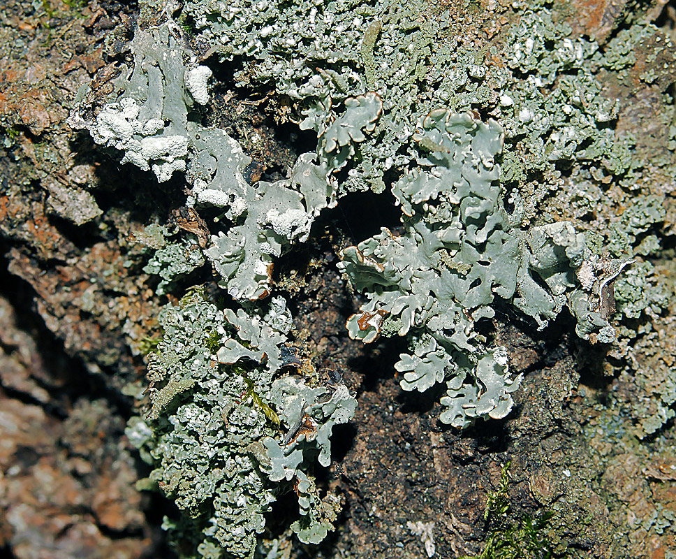 Изображение особи Hypogymnia physodes.