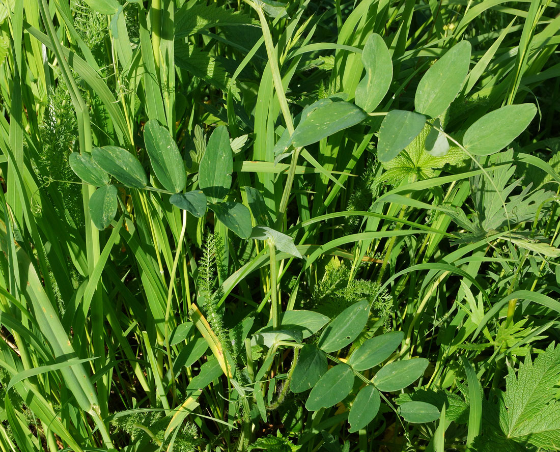 Image of Lathyrus pisiformis specimen.