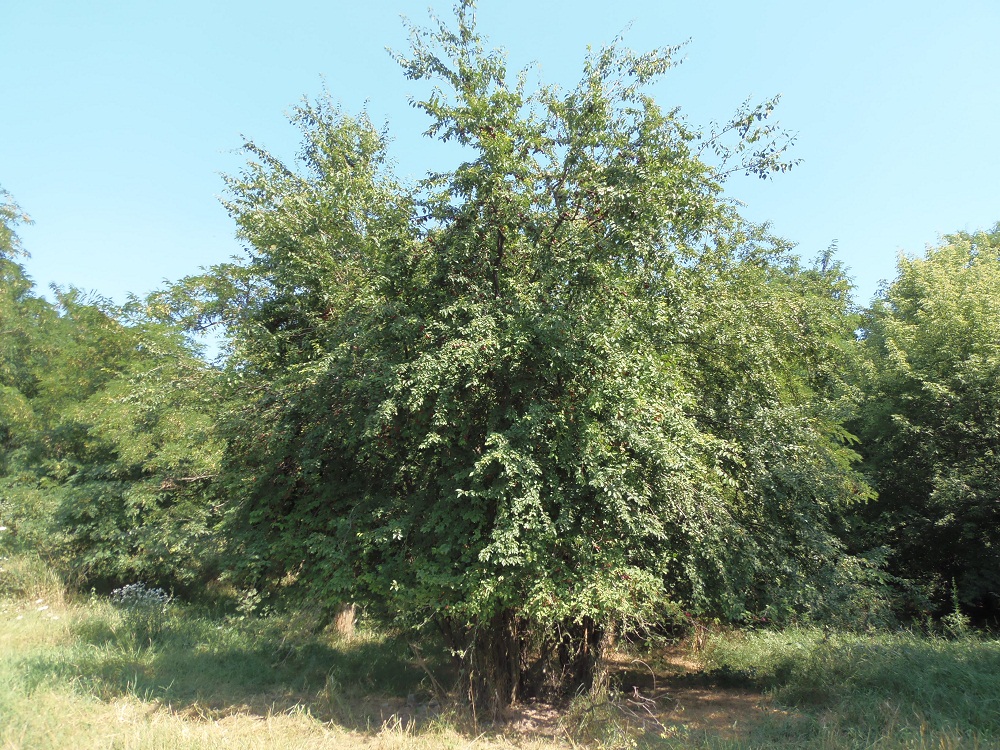 Изображение особи Prunus cerasifera.