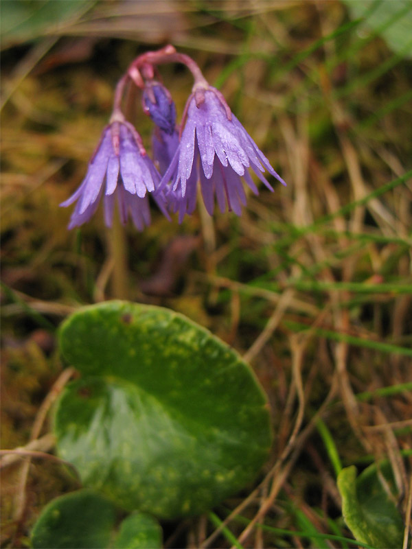 Image of genus Soldanella specimen.