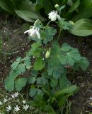 Aquilegia flabellata