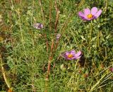 Cosmos bipinnatus