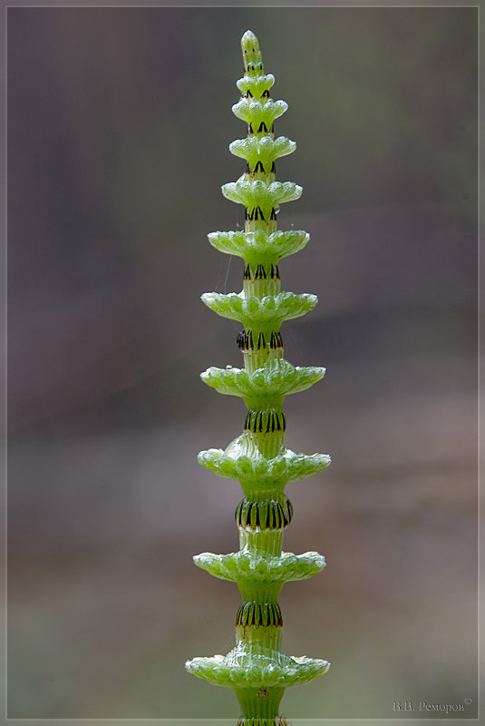 Image of Equisetum pratense specimen.