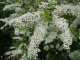 Spiraea × cinerea. Цветущие ветви. Пенза, Ботанический сад ПГУ, в культуре. 11 мая 2016 г.