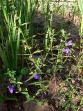 Scutellaria scordiifolia. Цветущие и плодоносящие растения. Амурская обл., Бурейский р-н, окр. с. Виноградовка, высокий песчаный борт дороги в дубовом лесу. 15.07.2016.