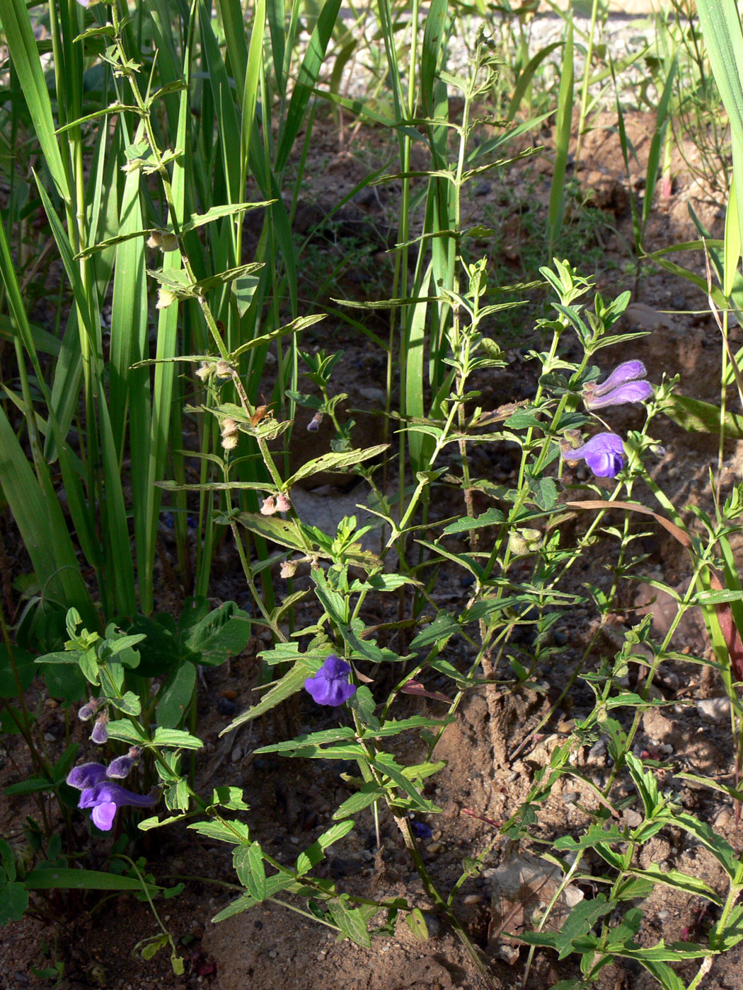 Изображение особи Scutellaria scordiifolia.