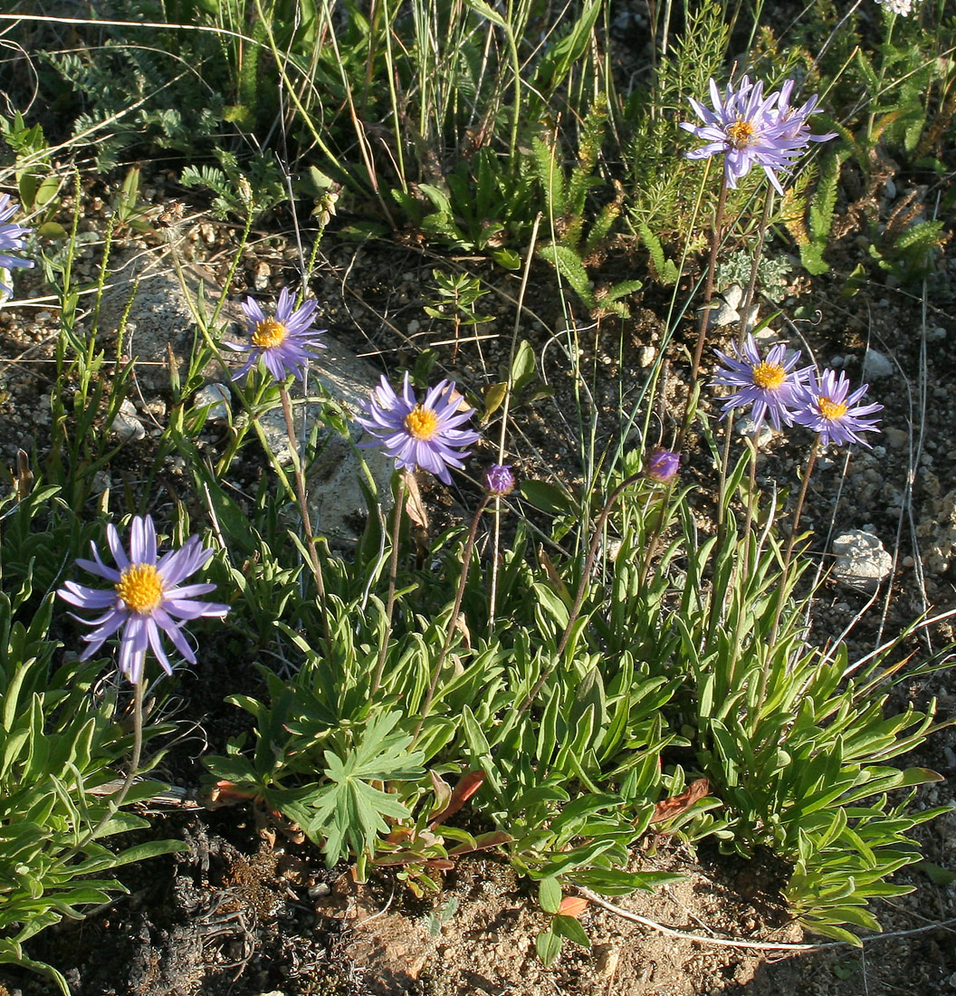 Изображение особи Aster serpentimontanus.