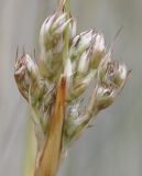 Juncus maritimus