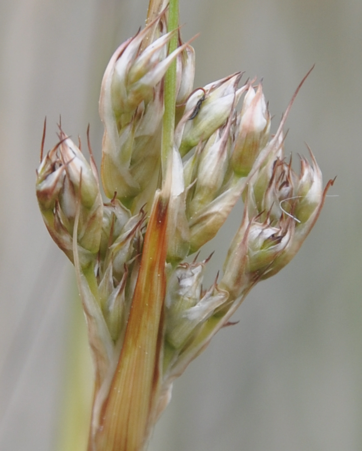 Изображение особи Juncus maritimus.