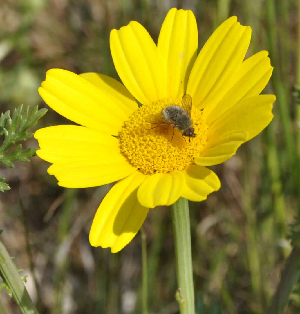 Image of Glebionis coronaria specimen.