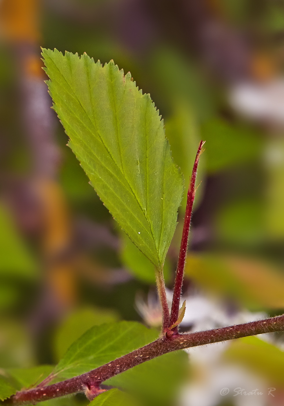 Изображение особи род Crataegus.